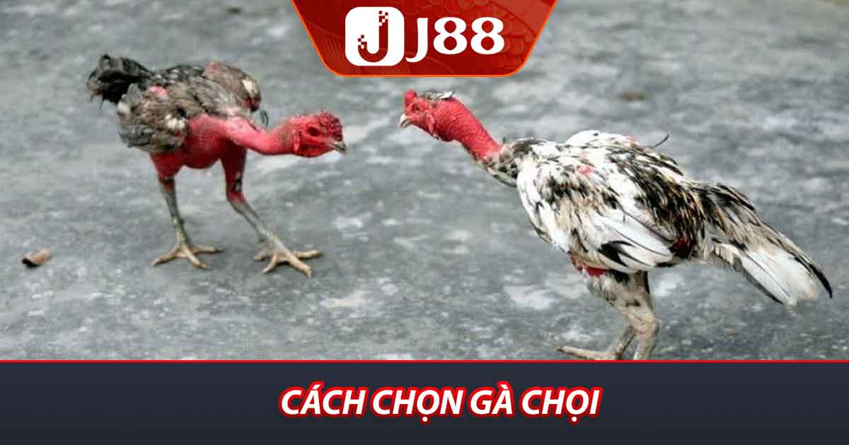 Cách Chọn Gà Chọi J88 Bí Quyết Để Sở Hữu Chiến Kê Mạnh 1 Cách chọn gà chọi
