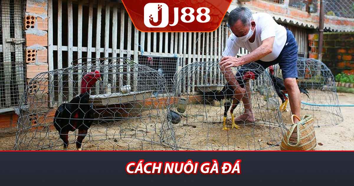 Cách Nuôi Gà Đá J88 Hiệu Quả Cho Cả Người Mới Bắt Đầu 1 Cách nuôi gà đá
