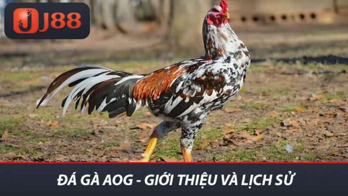 Đá Gà AOG - Giới thiệu và lịch sử