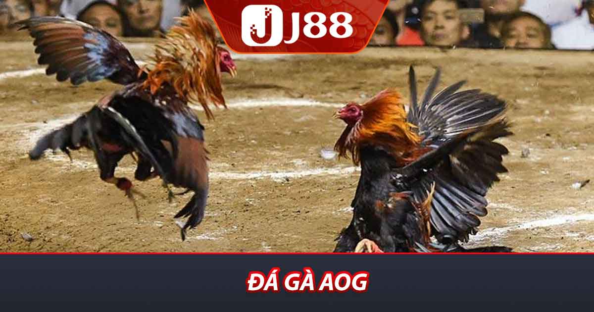 Đá Gà AOG
