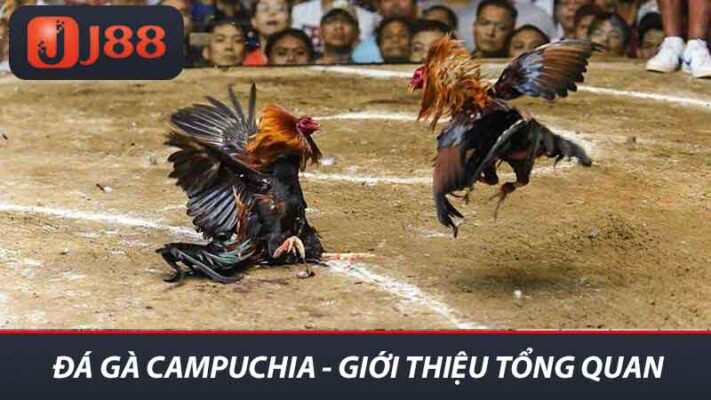 Đá gà Campuchia - Giới thiệu tổng quan