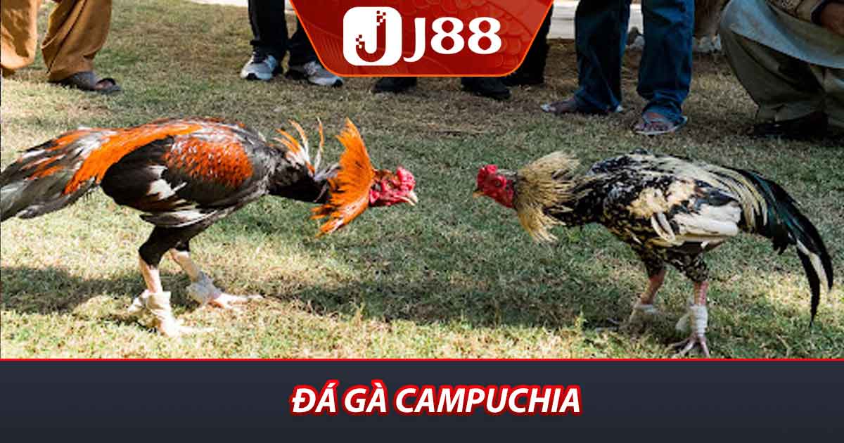Đá gà Campuchia