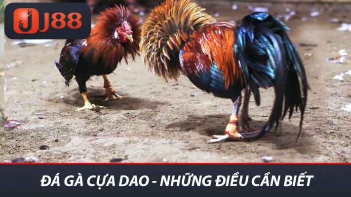 Đá Gà Cựa Dao Nhà Cái J88 - Tìm Hiểu Về Trò Chơi Thú Vị Này 2 Đá gà cựa dao - Những điều cần biết