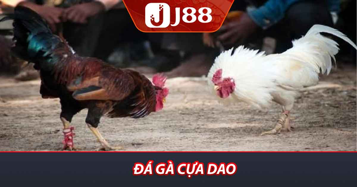 Đá gà cựa dao