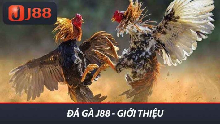 Khám Phá Đá Gà J88 - Hướng Dẫn Chi Tiết Và Mẹo Chơi Hay 2 Đá gà J88 - Giới thiệu