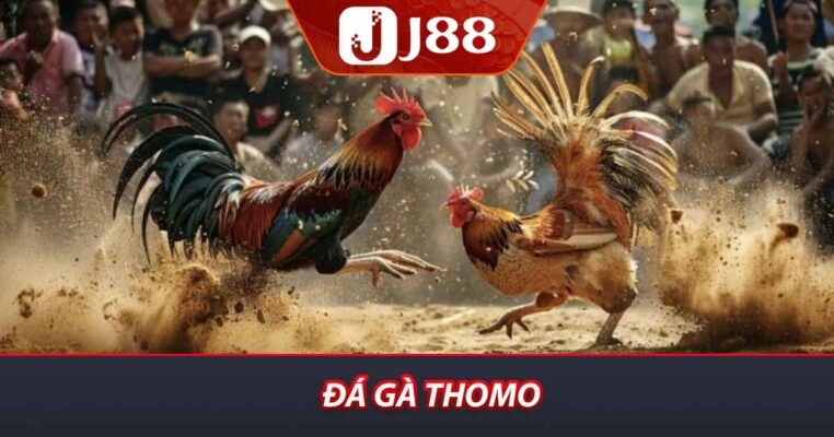 Đá gà Thomo