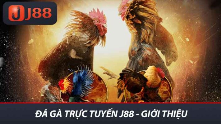 Đá Gà Trực Tuyến Tại J88 Trận Chiến Đầy Kịch Tính Và Thú Vị 2 Đá gà trực tuyến j88 - Giới thiệu