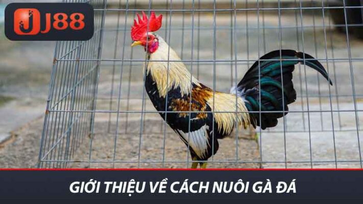 Cách Nuôi Gà Đá J88 Hiệu Quả Cho Cả Người Mới Bắt Đầu 2 Giới thiệu về cách nuôi gà đá