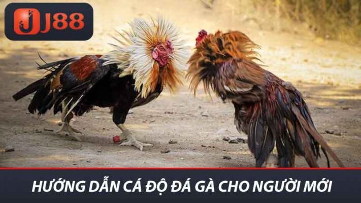 Hướng dân cá độ đá gà cho người mới