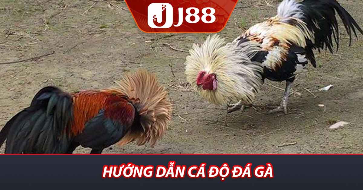 Hướng dân cá độ đá gà