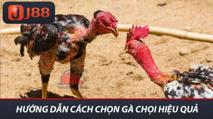 Cách Chọn Gà Chọi J88 Bí Quyết Để Sở Hữu Chiến Kê Mạnh 2 Hướng dẫn cách chọn gà chọi hiệu quả