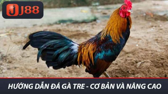 Hướng dẫn đá gà tre - Cơ bản và nâng cao