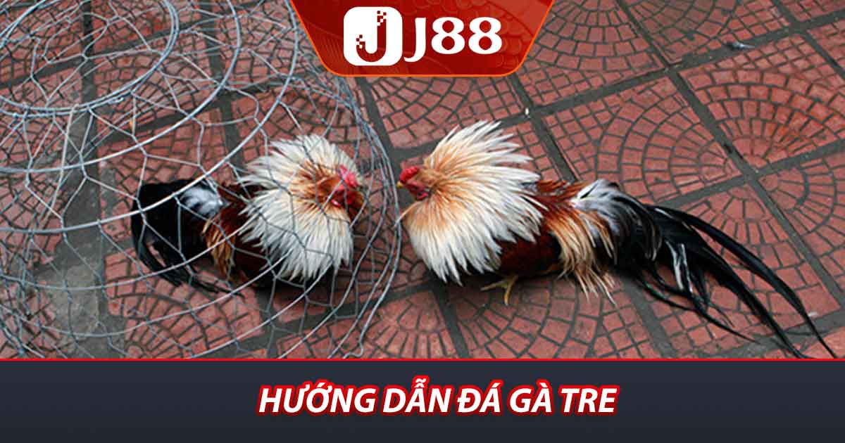 Hướng dẫn đá gà tre